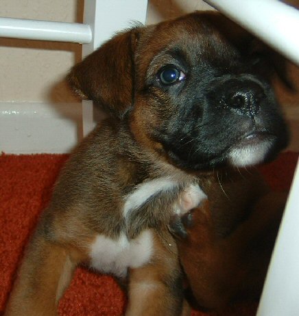 Spike Aged 7weeks (6)