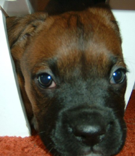 Spike Aged 7weeks (7)