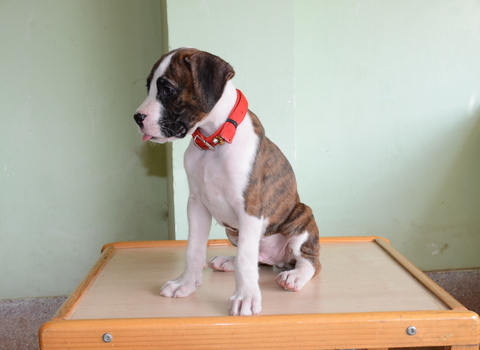 Spike at 8 wks