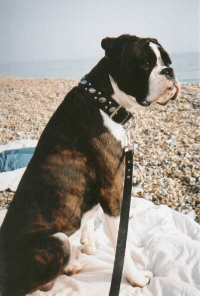 Spike On The Beach