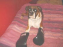 Spike Realy is a Boxer