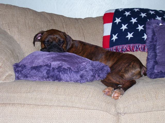 Spike_Sleeping