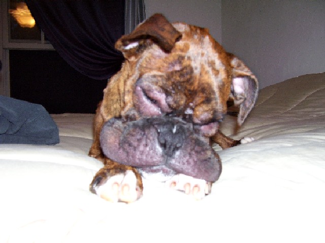 Spike's Bee Sting Allergy