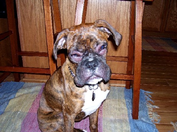 Spike's Bee Sting