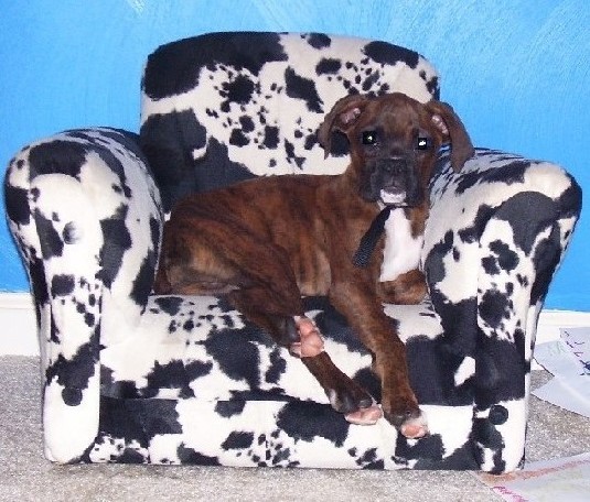 Spike's Cow Chair