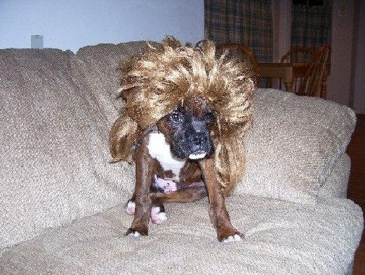 Spike's Joe Dirt Wig