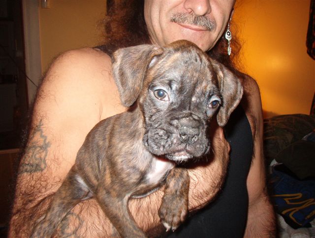 Spirit - 6 1/2wks