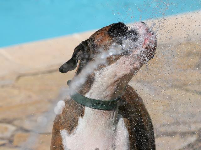 Splash