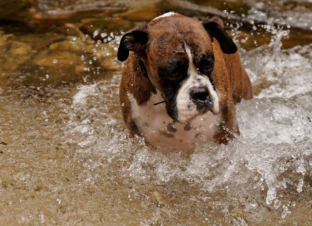 Splash