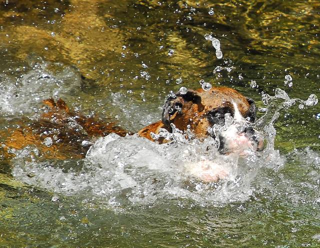 Splash