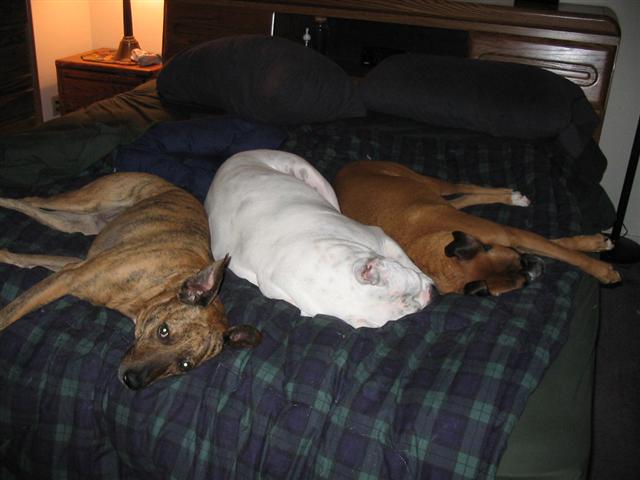 SPOILED DOGS!!