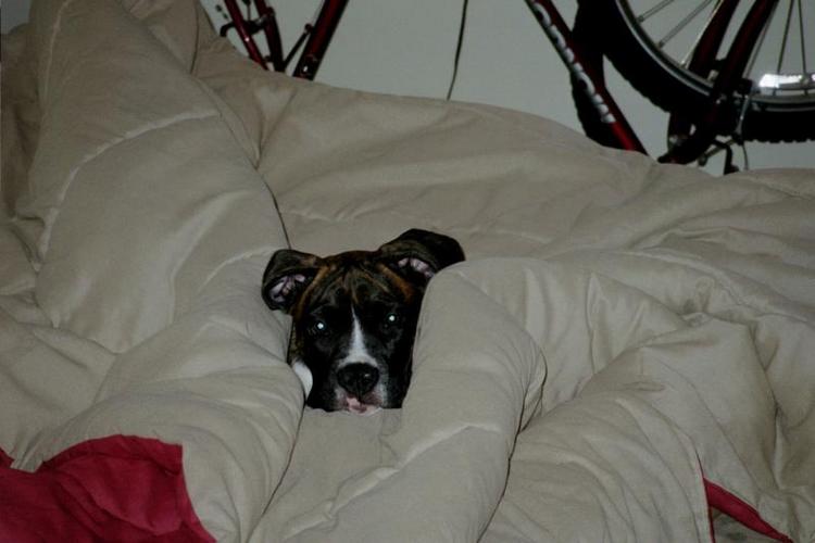 Spoiled
