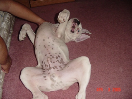 Spot Belly