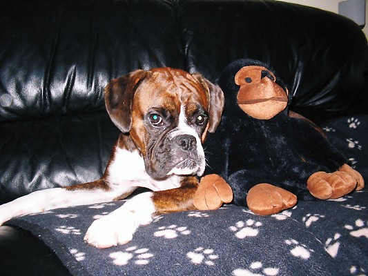 Spot the monkey...
