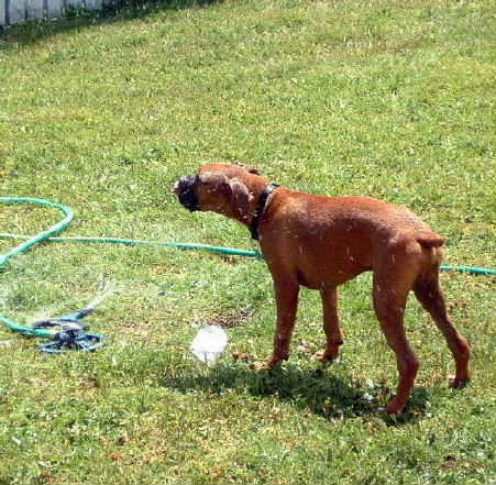Sprinkler Drinker