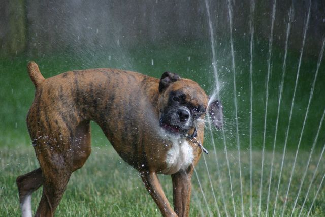 Sprinkler fun