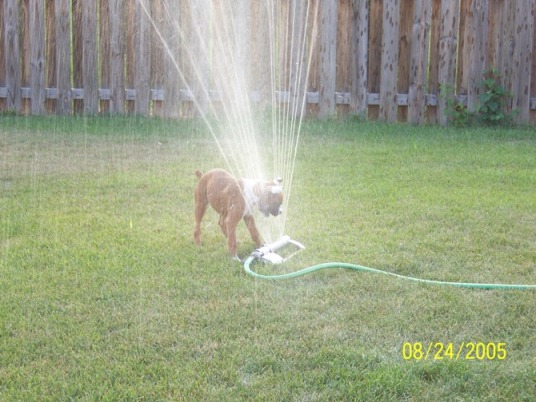 Sprinkler Fun