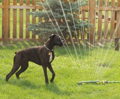 Sprinkler