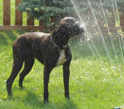 Sprinkler