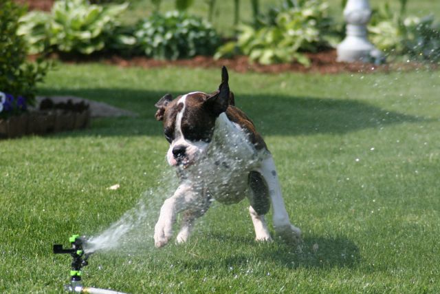 Sprinkler_Fun