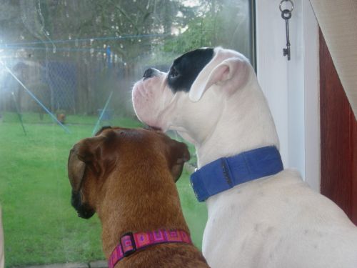 Squirrel watching