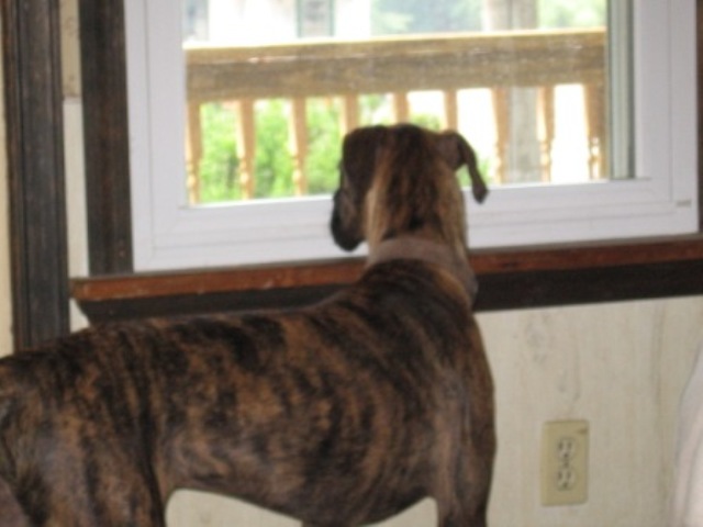 Squirrel...where?