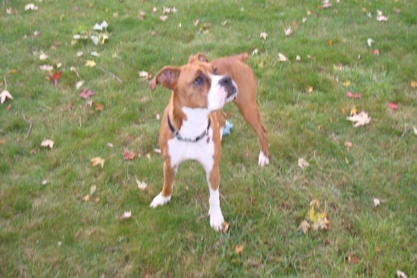 Squirrel?