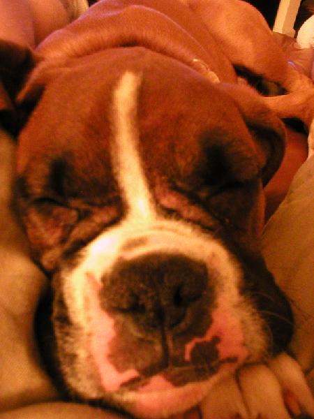 Squishy Face