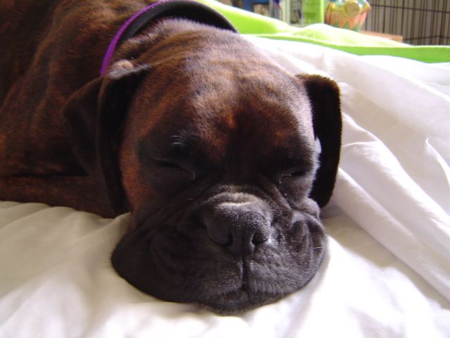 Squishy face