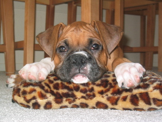 Squishy Pillow