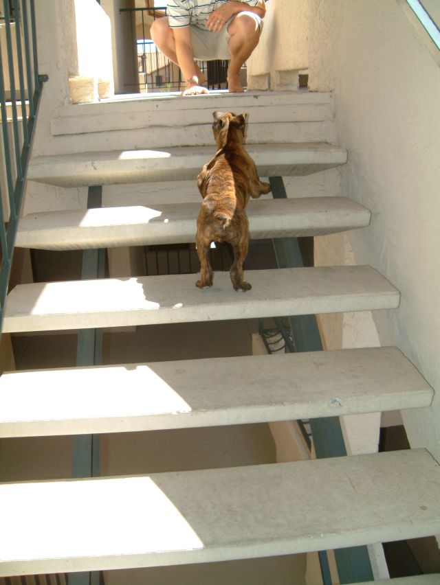 Stairs?  No problem...