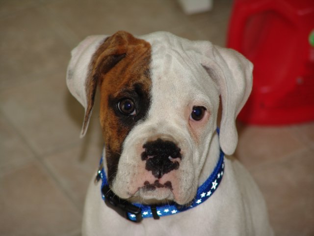 Stallone the Boxer