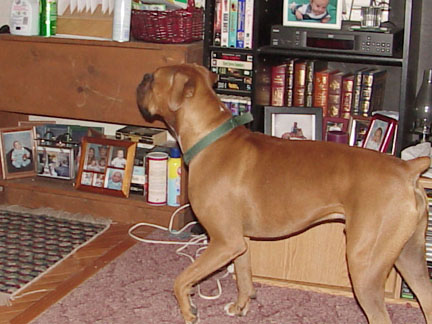 Standing at attention