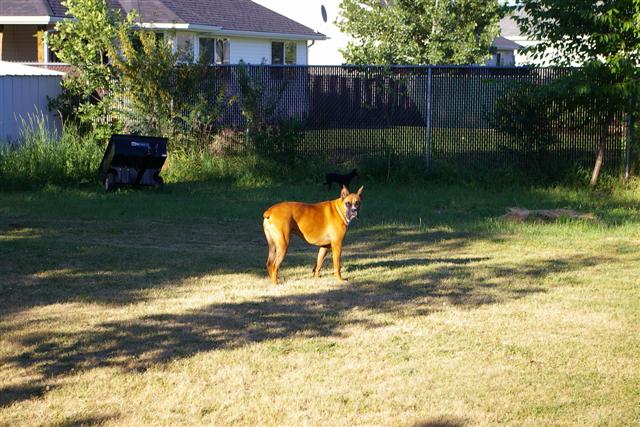 Standing Guard