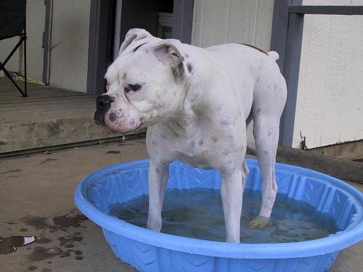 Standing in his Pool