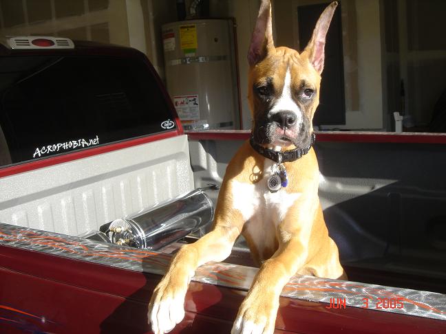 Standing tall on the truck