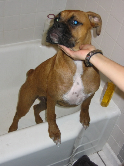 Star after bath