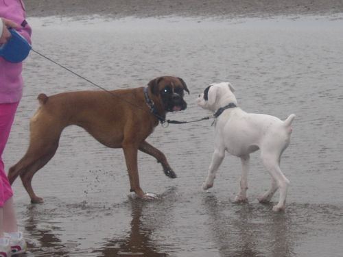 Star and Finn at the beach