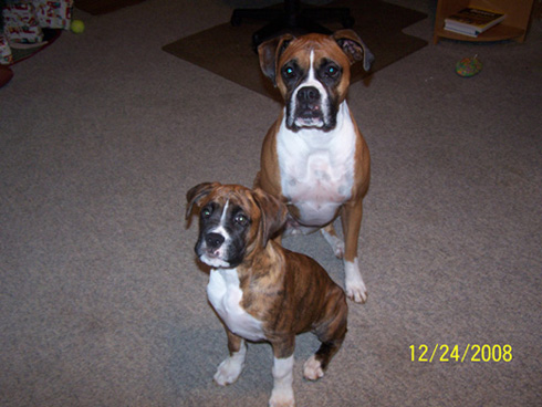 Star and Tyson waiting on a treat