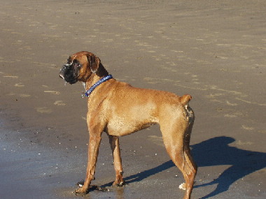 Star at Beach