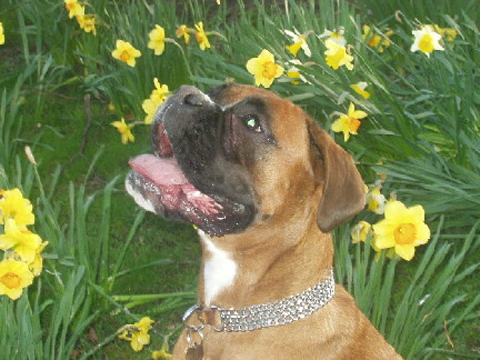 Star at Easter 12 April
