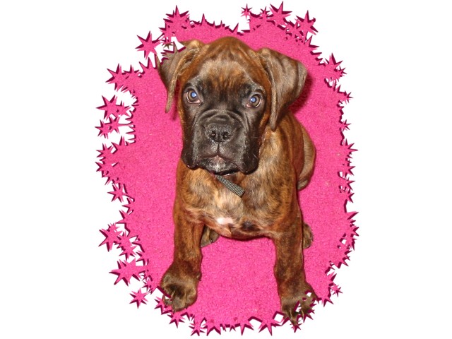 Star Quality Pooch!