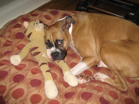 Star with her kitty toy
