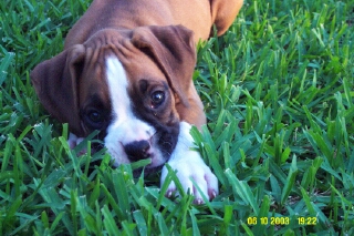 Star8Weeks