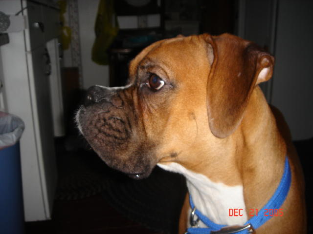 Staring at cookies on the counter!
