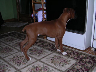 staring at the oven.