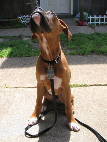 Staring up at the birds!