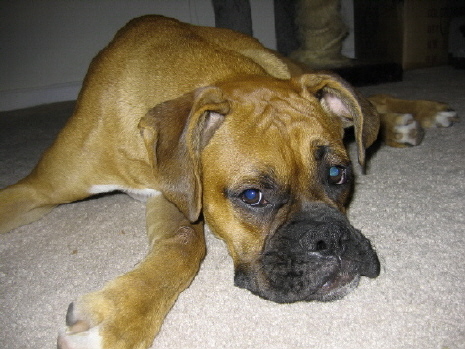 Stars cute face
