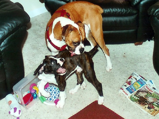 Stay away from my toys!