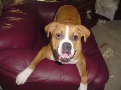 STAY OFF MY COUCH!